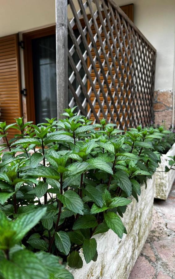 Dionysus Sivota Center Aparthotel Exterior photo